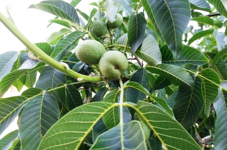 جدول کوددهی گردو