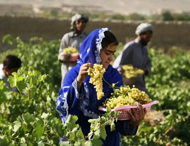 صادرات کود کشاورزی به افغانستان