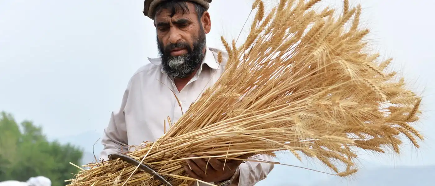 خرید کود کشاورزی برای افغانستان