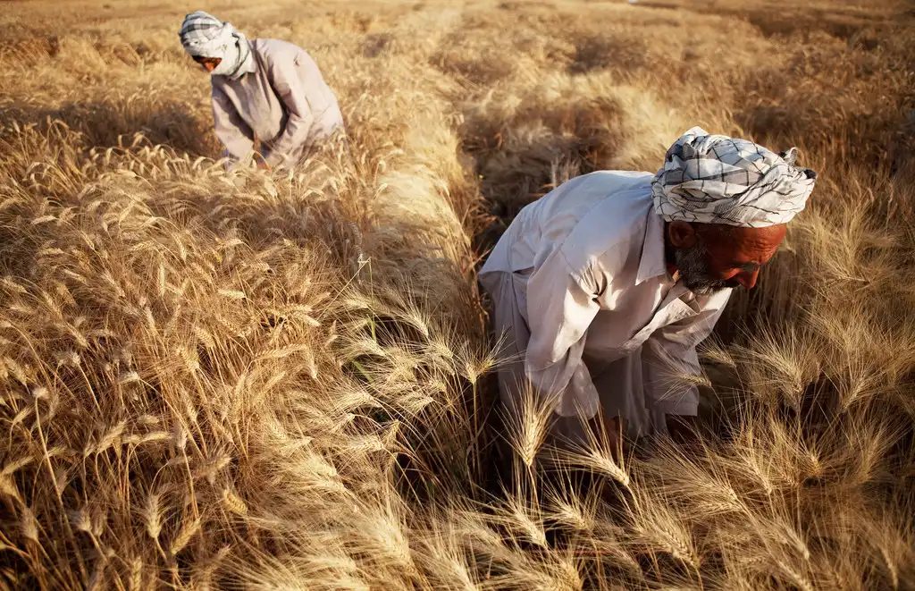 خرید کود کشاورزی برای افغانستان