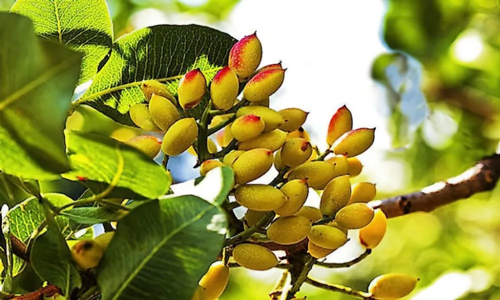 بهترین زمان کوددهی پسته