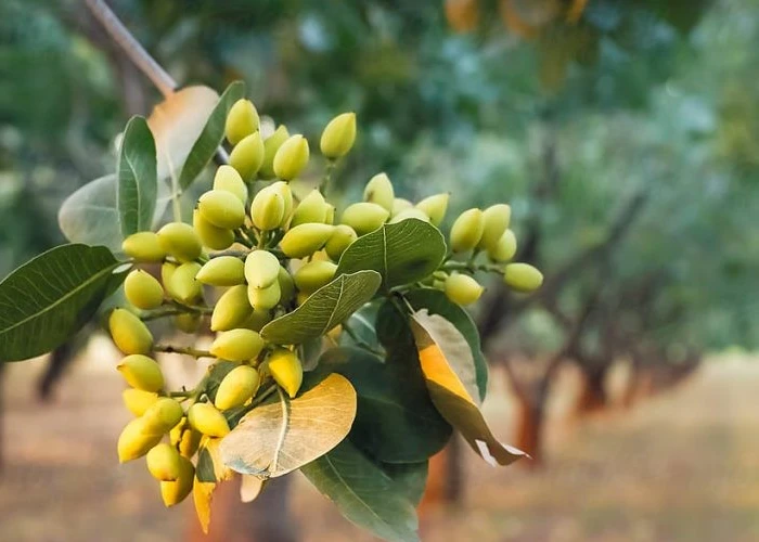 زمان مناسب کوددهی پسته در فصول