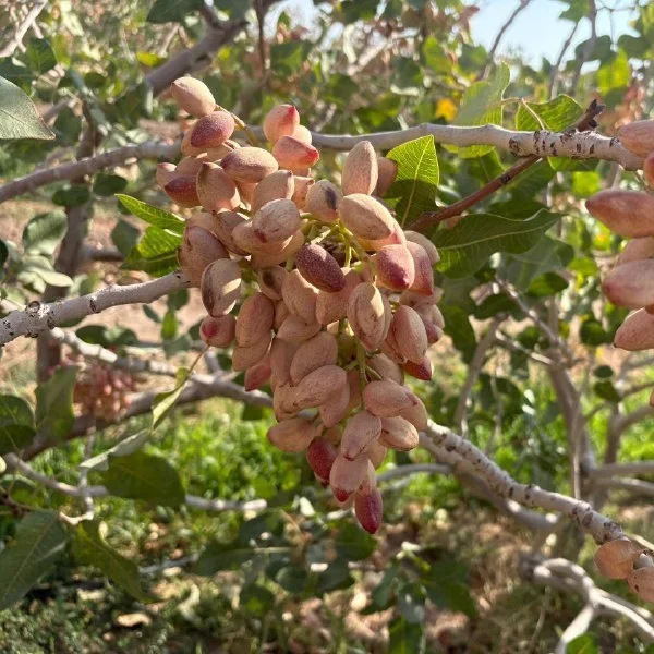 تاثیرات کود فروت ست بر باغ پسته