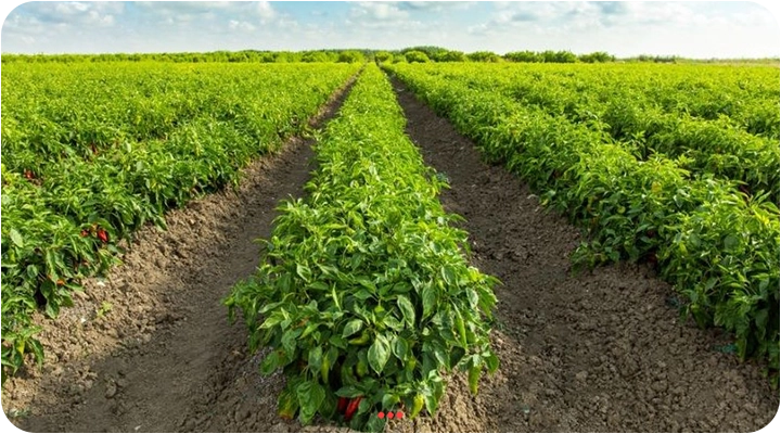 راهنمای کود سیلیکات پتاسیم