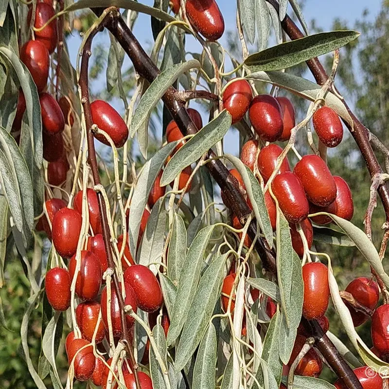 سنجد نبص سبز