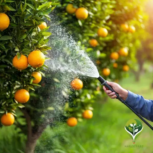 کوددهی درخت پرتقال کوددهی درخت پرتقال