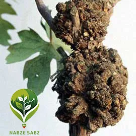 گال طوقه انگور