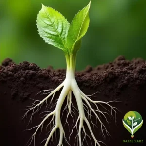 توسعه بهتر ریشهها توسعه بهتر ریشهها