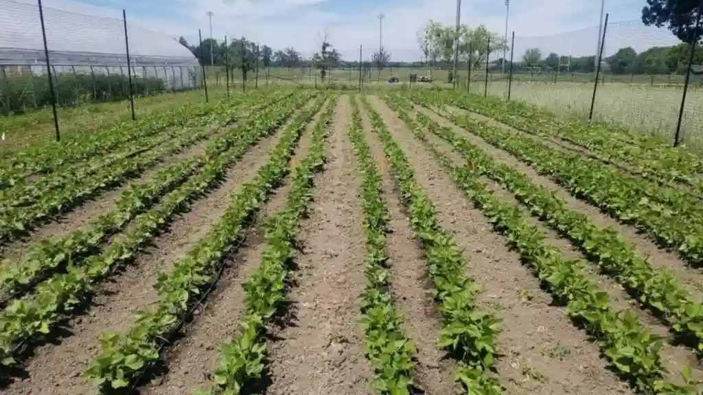 قارچ کش لوبیا چیست