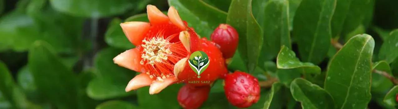 برنامه کوددهی انار