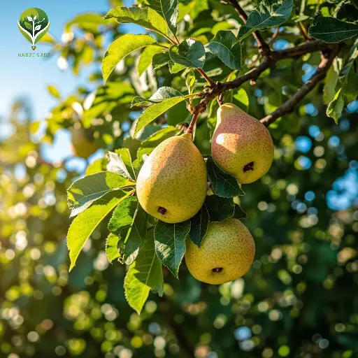 برنامه کوددهی درخت گلابی