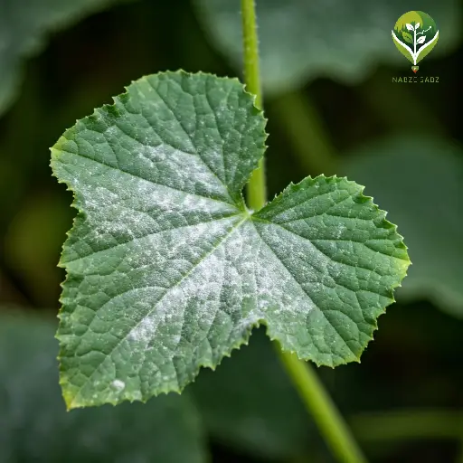 علائم بیماری قارچی سفیدک پودری روی برگ خیار