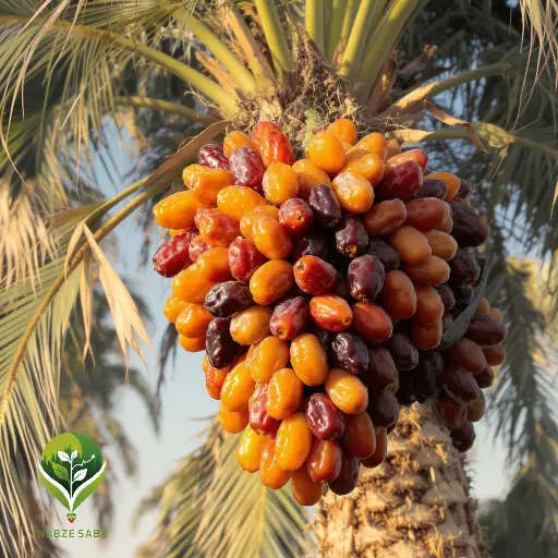 بهترین کود خرما بهترین کود خرما
