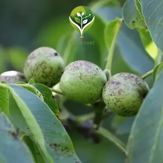 قارچ کش گردو - نبض سبز