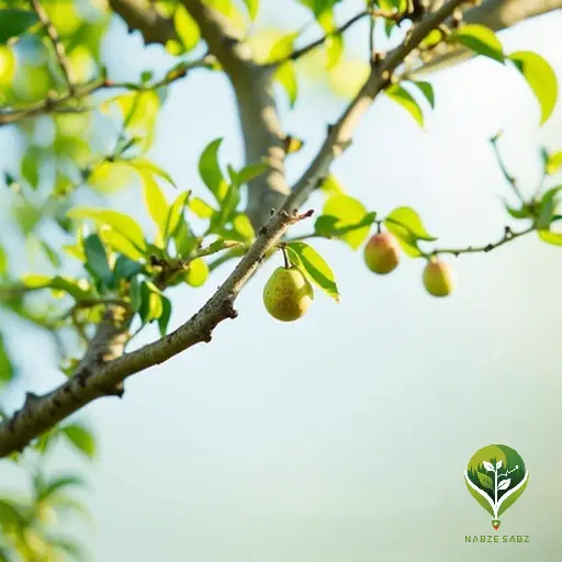 بهترین کود مناسب گلابی بهترین کود مناسب گلابی