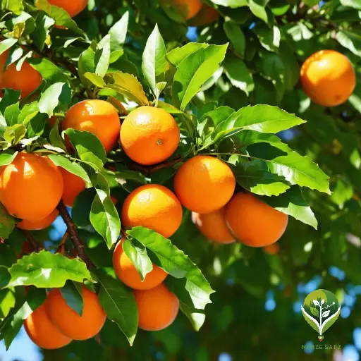 تاثیر مولتی کمپلکس روی پرتقال