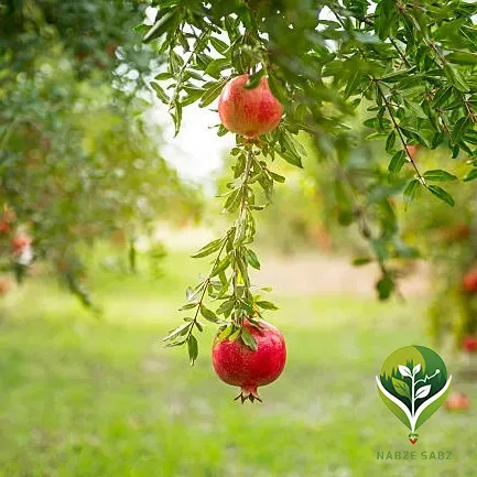 کوددهی انار