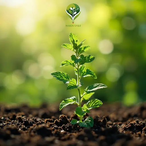 گیاهان دارویی در مرحله رشد
