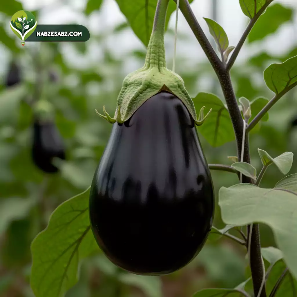 کود گلدهی بادمجان