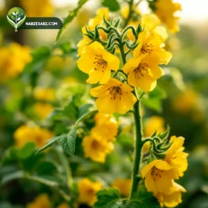 شروع گلدهی و تشکیل میوه