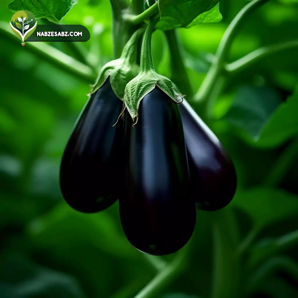 گلدهی بادمجان