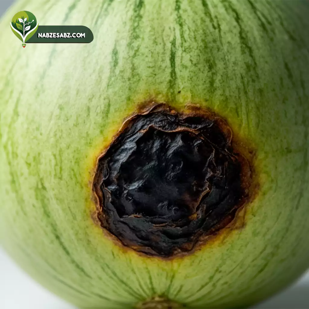 پوسیدگی گلگاه طالبی و ملون