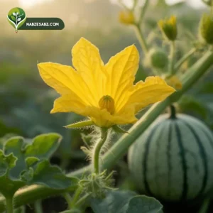 گلدهی هندوانه