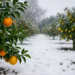 بهترین کود برای درختان میوه در زمستان بهترین کود برای درختان میوه در زمستان
