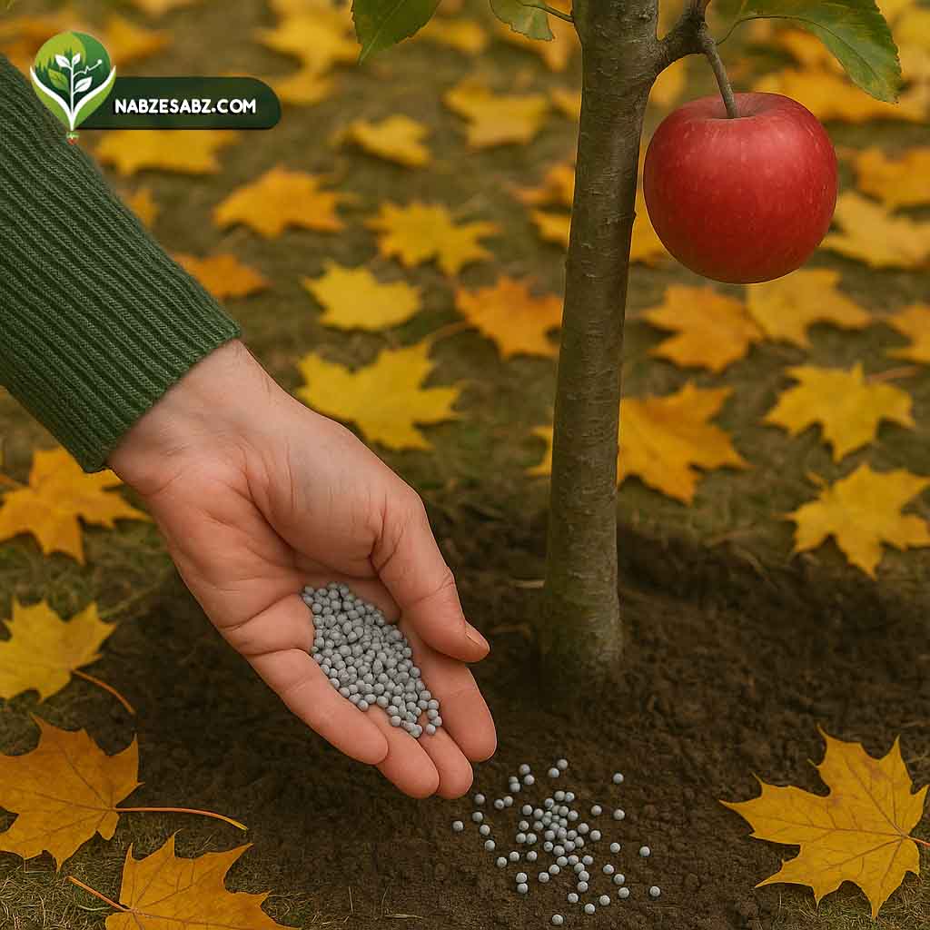 کوددهی در پاییز