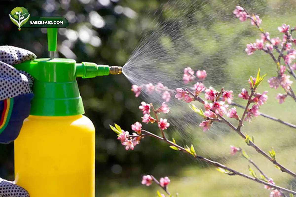 بهترین کود برای درختان میوه در بهار