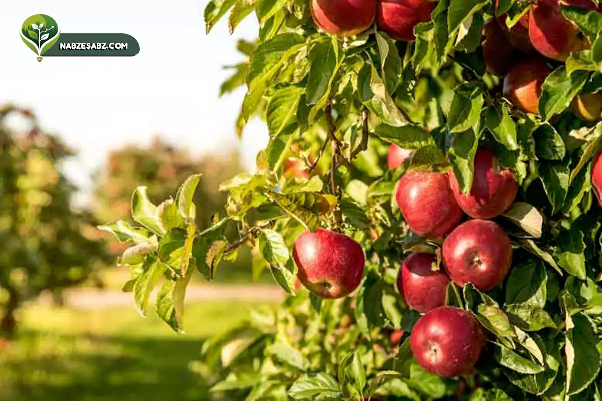 بهترین کود برای درختان میوه در بهار