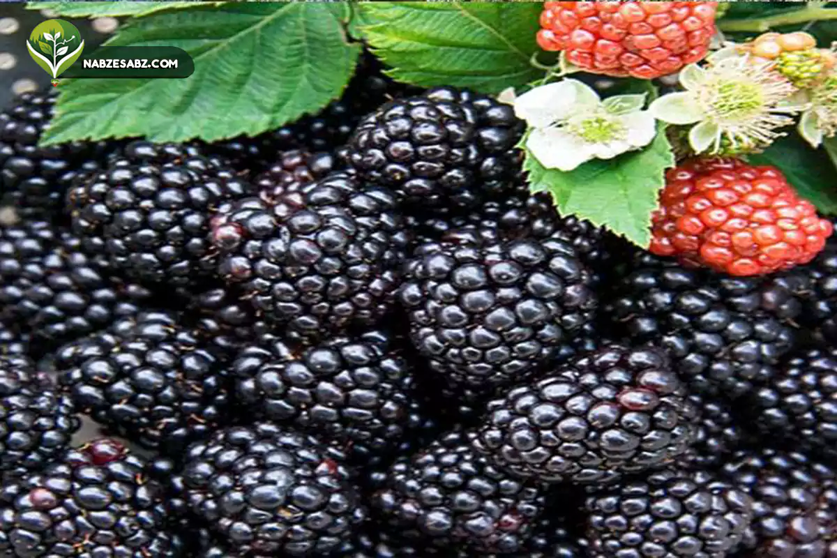 بهترین کود برای درختان میوه در بهار