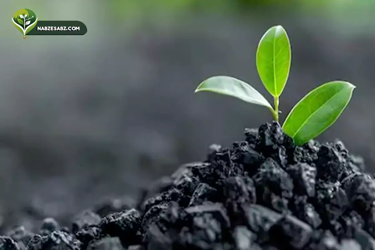 برای آشنایی با بهترین کود برای ریشه زایی درخت میتوانید این مقاله را مطالعه کنید.روش مصرف کود بیورادیکانت