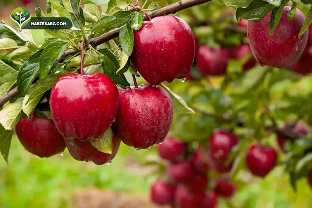 مقدار مصرف اسید هیومیک برای درخت سیب مقدار مصرف اسید هیومیک برای درخت سیب