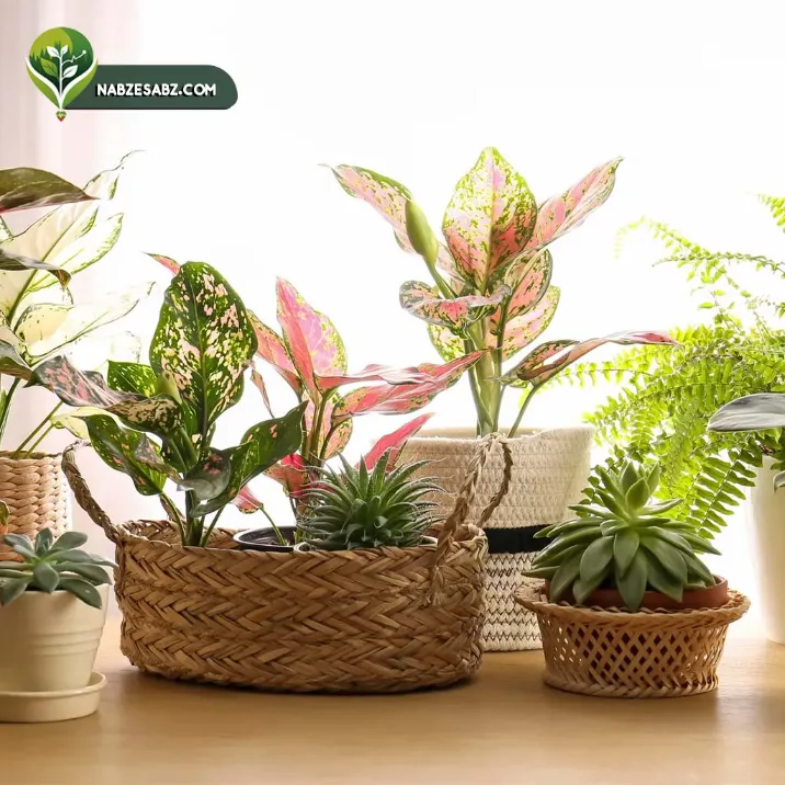 بهترین کودهای ارگانیک شوک برای گیاهان آپارتمانی